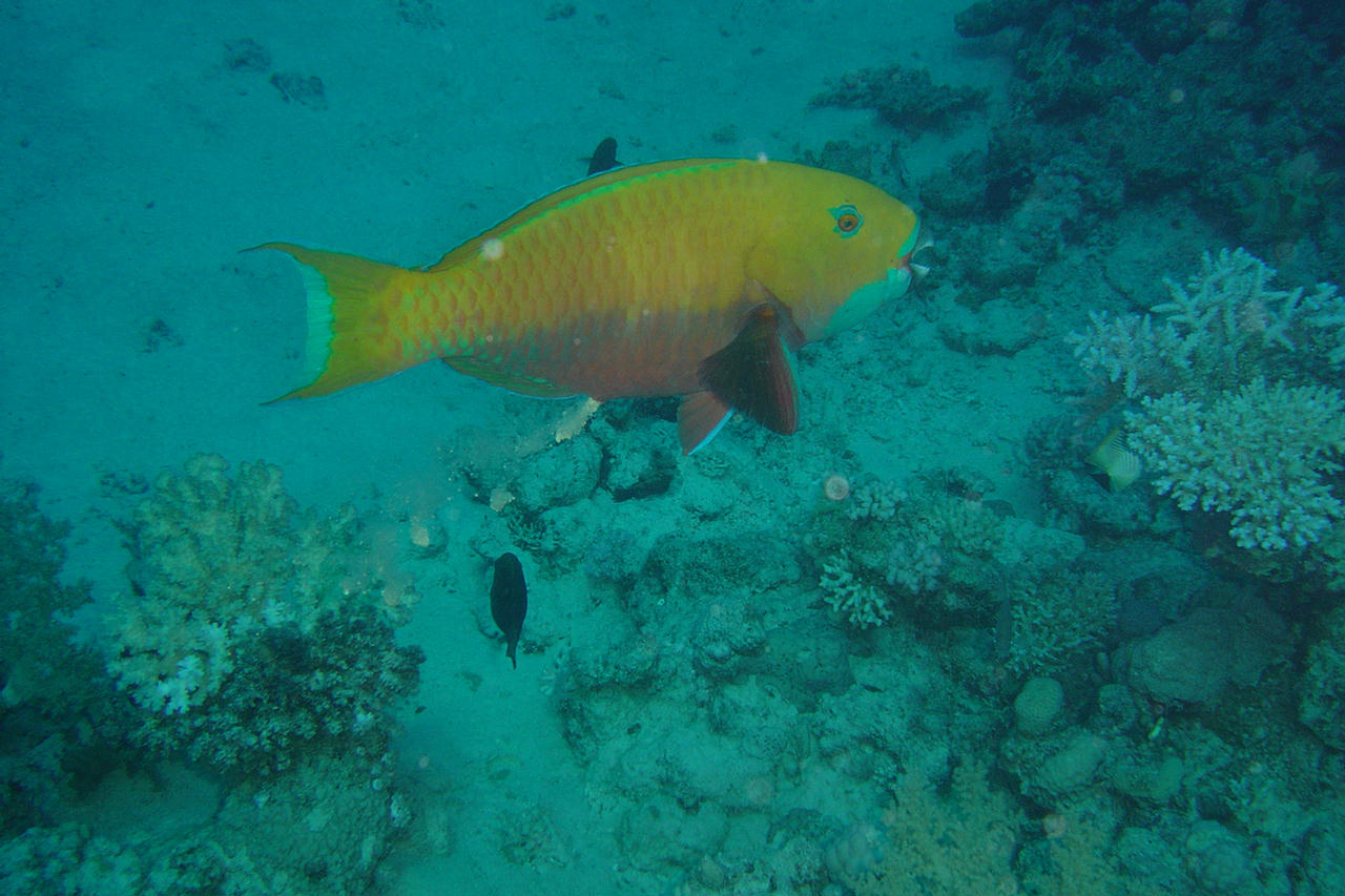 Scarus ferrugineus (Pesce pappagallo rugginoso)